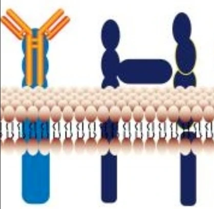 Benralizumab Is Used For Severe Eosinophilic Asthma