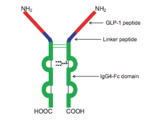 Dulaglutide Is A Glucagon-Like Peptide-1 Receptor Agonist